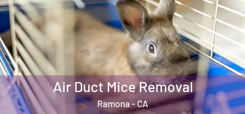  Air Duct Mice Removal Ramona - CA